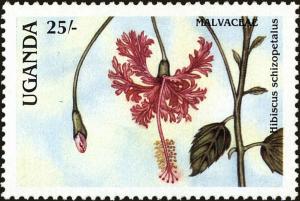 Colnect-4277-808-Hibiscus-schizopetalus.jpg