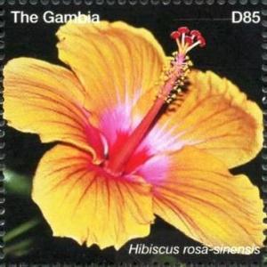 Colnect-4777-569-Hibiscus-rosa-sinensis.jpg