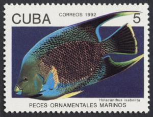 Colnect-852-897-Blue-Angelfish-Holacanthus-isabelita.jpg