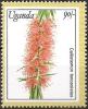 Colnect-5627-183-Callistemon-Lanceolatus.jpg