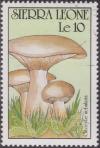 Colnect-1496-895-Clitocybe-nebularis.jpg