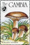 Colnect-3061-967-Clitocybe-nebularis.jpg