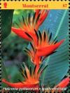 Colnect-5072-336-Heliconia-psittacorum-x-spathocircinata.jpg