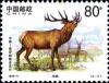 Colnect-5157-946-Manchurian-Wapiti-Cervus-elaphus-xanthopygus.jpg