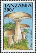 Colnect-3229-088-Clitocybe-nebularis.jpg