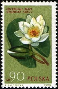 Colnect-3931-387-European-white-waterlily-Nymphaea-alba.jpg