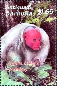 Colnect-4100-999-White-uakari-monkey.jpg