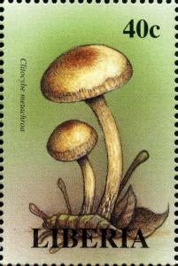 Colnect-3132-149-Clitocybe-metachroa.jpg