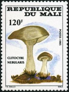 Colnect-2223-513-Clitocybe-nebularis.jpg