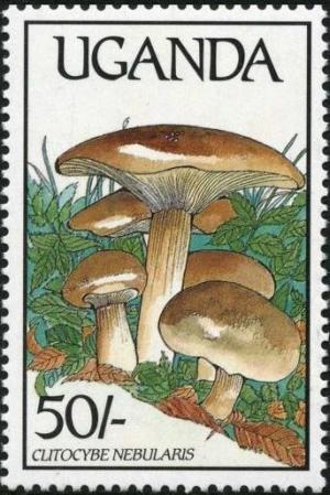 Colnect-1712-391-Clitocybe-nebularis.jpg