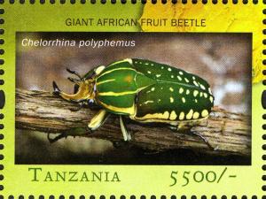 Colnect-2427-320-Giant-African-Fruit-Beetle-Chelorrhina-polyphemus.jpg