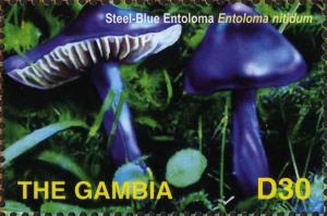 Colnect-3079-626-Entoloma-nitidum-Steel-blue-entoloma.jpg