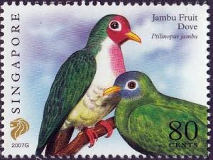 Colnect-3433-464-Jambu-Fruit-Dove-Ptilinopus-jambu.jpg