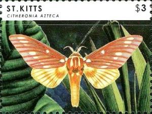 Colnect-3483-482-Citheronia-azteca.jpg