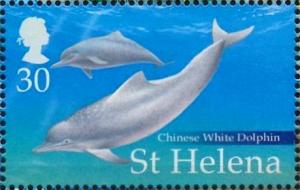 Colnect-4718-414-Chinese-white-dolphin-Sousa-sinensis.jpg