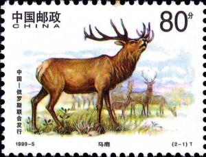 Colnect-5157-946-Manchurian-Wapiti-Cervus-elaphus-xanthopygus.jpg