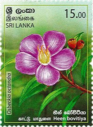 Colnect-6297-856-Heen-Bovitiya-Osbeckia-octandra.jpg