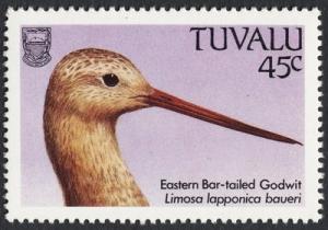 Colnect-850-693-Bar-tailed-Godwit-Limosa-lapponica-ssp-baueri.jpg