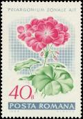 Colnect-4833-060-Garden-geranium-Pelargonium-zonale-hybr.jpg