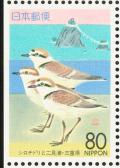 Colnect-818-106-Kentish-Plover-Charadrius-alexandrinus-and-Futamiura-Beach.jpg