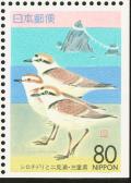 Colnect-818-109-Kentish-Plover-Charadrius-alexandrinus-and-Futamiura-Beach.jpg