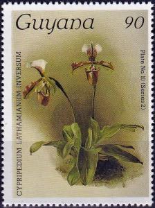 Colnect-4118-017-Cypripedium-lathamianum-inversum.jpg