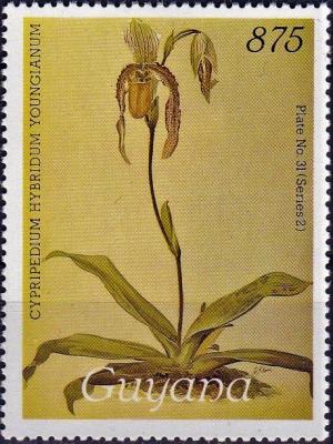 Colnect-4113-666-Cypripedium-hybridum-youngianum.jpg