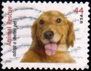 Colnect-1699-656-Golden-Retreiver-Canis-lupus-familiaris.jpg