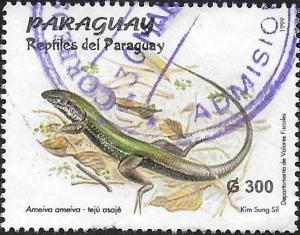 Colnect-4089-681-Ameiva-ameiva---Giant-Amieva-Lizard.jpg