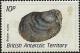 Colnect-1590-766-Bivalve-Aucellina.jpg