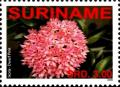 Colnect-4028-795-Ixora-Dwarf-Pink.jpg