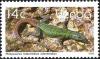 Colnect-2840-117-Common-Flat-Lizard-Platysaurus-intermedius.jpg