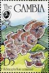 Colnect-3063-698-Schizophyllum-commune.jpg