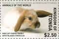 Colnect-5577-124-Mini-Lop-Eared-Rabbit.jpg