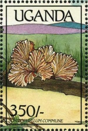 Colnect-1712-397-Schizophyllum-commune.jpg