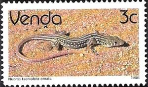 Colnect-2840-109-Ornate-Scrub-Lizard-Nucras-taeniolata-ornata.jpg