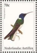 Colnect-965-450-White-necked-Jacobin%C2%A0Florisuga-mellivora.jpg