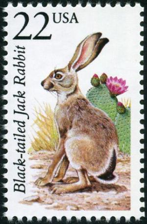 Colnect-4848-575-Black-tailed-Jackrabbit-Lepus-californicus.jpg