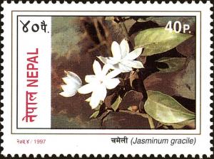 Colnect-4969-214-Jasminum-gracile.jpg