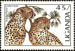 Colnect-6296-764-Acinonyx-jubatus-Hyphaene-thebaica.jpg