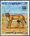 Colnect-1894-972-Carakal-Caracal-caracal.jpg