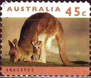 Colnect-724-448-Eastern-Grey-Kangaroo-Macropus-giganteus.jpg