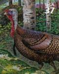 Colnect-202-337-Wild-Turkey-Meleagris-gallopavo.jpg