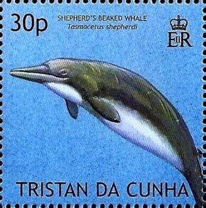 Colnect-6290-849-Shepherd-s-beaked-whale-Tasmacetus-shepherdi.jpg