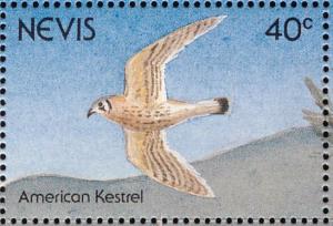 Colnect-1646-393-American-Kestrel-Falco-sparverius.jpg