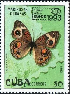 Colnect-1741-773-Mangrove-Buckeye-Junonia-evarete-coenia.jpg