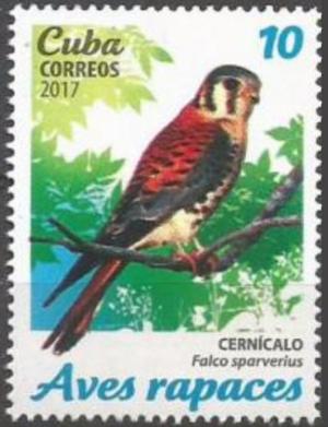 Colnect-4597-746-American-Kestrel-Falco-sparverius.jpg