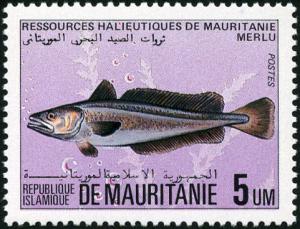 Colnect-998-920-Hake-Merluccius-sp.jpg