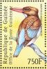 Colnect-3804-320-Chocolate-backed-Kingfisher-Halcyon-badia.jpg