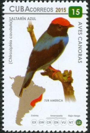 Colnect-3661-820-Blue-Manakin%C2%A0Chiroxiphia-caudata.jpg